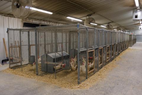Floor pens (8 ft x 6 ft) for breeder flocks