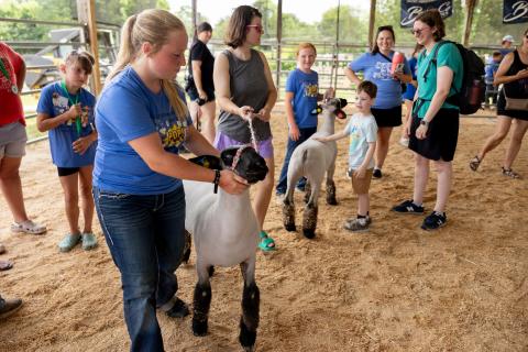 Youth show their animals at the 2024 Boone County 4-H Sunshine Day at the Boone County Fair Grounds.
