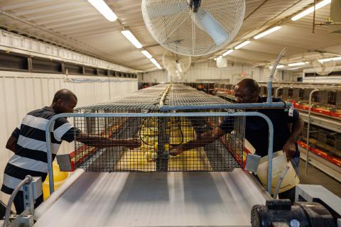 Placing day old broiler chicks in battery cages