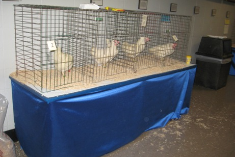 Hens in a cage