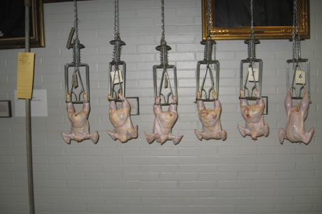 Chicken carcasses hang on hooks