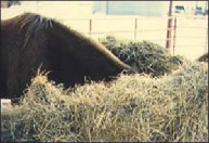 Horse in hay