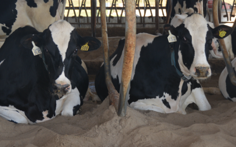 On farm management practices impact incidence rates of lameness - kdn picture