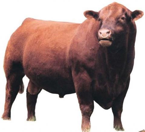Red Angus Bull picture